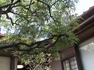 JAV Porn OBA-240 Of Relatives To Entice Secretly My Kanae Aunt Zhongshan Kanae - Jav Free Streaming